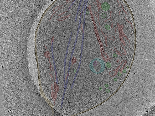 key visualization for Position_66C