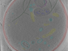 key visualization for Position_38