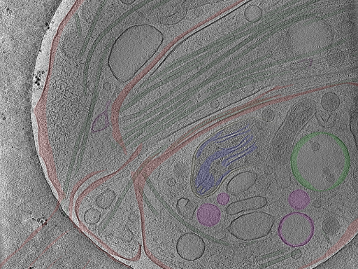 key visualization for Position_7