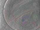 key visualization for Position_7