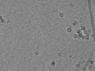 key visualization for pt184_ts_003