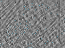 key visualization for PP7 virus-like particles in E. coli imaged with the crossed laser phase plate (xLPP) at 2-3 µm underfocus