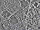 key visualization for pt726_ts_002