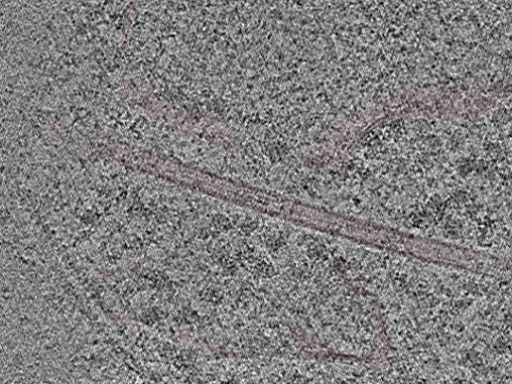 key visualization for Cryo-FIB-milled NIH/3T3 mouse fibroblasts (dataset 1)