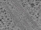 key visualization for L1_P1_ts_003