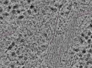 key visualization for L1_P1_ts_004