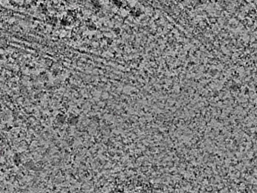key visualization for L1_P1_ts_015