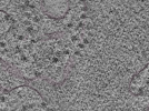 key visualization for L1_P2_ts_006