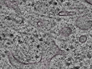 key visualization for L1_P2_ts_007