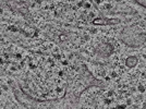 key visualization for L1_P2_ts_007