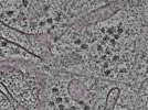 key visualization for L1_P2_ts_009
