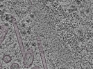 key visualization for L1_P2_ts_010