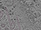 key visualization for L1_P2_ts_010