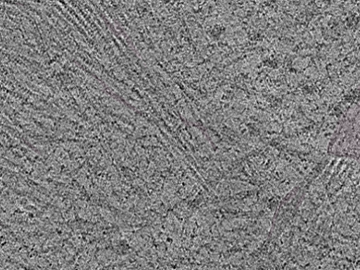 key visualization for Cryo-FIB-milled NIH/3T3 mouse fibroblasts (dataset 2)