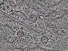 key visualization for L2_ts_010