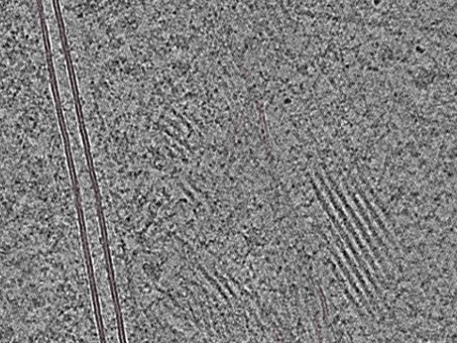 key visualization for Cryo-FIB-milled NIH/3T3 mouse fibroblasts (dataset 3)