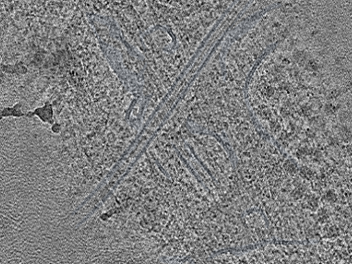 key visualization for Cryo-FIB-milled NIH/3T3 mouse fibroblasts (dataset 4)