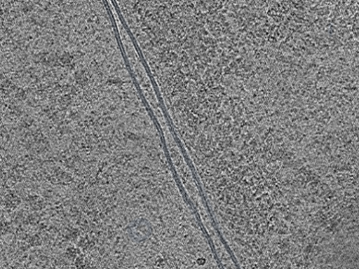 key visualization for Cryo-FIB-milled NIH/3T3 mouse fibroblasts (dataset 5)