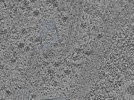 key visualization for Cryo-FIB-milled NIH/3T3 mouse fibroblasts (dataset 6)
