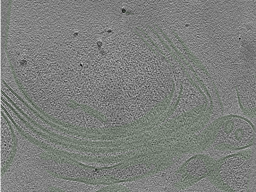 key visualization for Cryo-electron tomography of a cryo-FIB lift-out from adult mouse hippocampal CA1 stratum radiatum (dataset 5)
