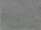 key visualization for Cryo-electron tomography of a cryo-FIB lift-out from adult mouse hippocampal CA1 stratum radiatum (dataset 5)