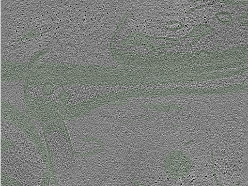 key visualization for Cryo-electron tomography of a cryo-FIB lift-out from adult mouse hippocampal CA1 stratum radiatum (dataset 6)