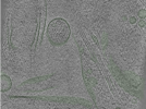 key visualization for Position005