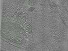 key visualization for Position081