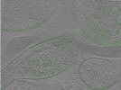 key visualization for Cryo-electron tomography of a cryo-FIB lift-out from adult mouse hippocampal CA1 stratum radiatum (dataset 4)