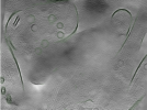 key visualization for Position006
