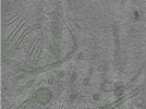 key visualization for Position007