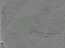 key visualization for Position001