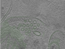 key visualization for Position006