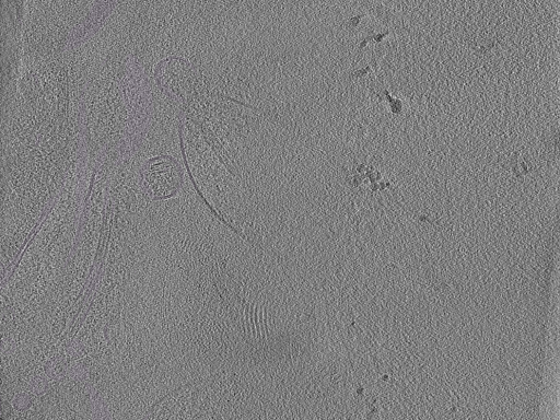 key visualization for Cryo-electron tomography of a cryo-FIB lift-out from adult mouse hippocampal CA1 stratum radiatum (dataset 1)