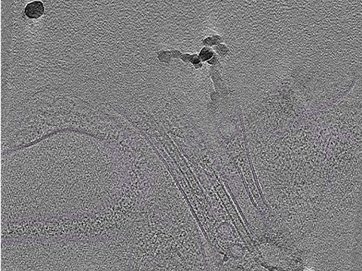 key visualization for Cryo-electron tomography of a cryo-FIB lift-out from adult mouse hippocampal CA1 stratum radiatum (dataset 2)