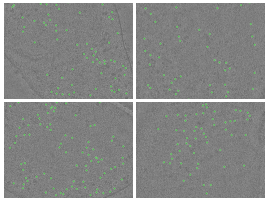 key visualization for Warp/M evaluation dataset - Mycoplasma pneumoniae treated with chloramphenicol