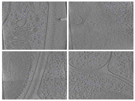 key visualization for C. Elegans from Serial Lift-Out – Sampling the Molecular Anatomy of Whole Organisms