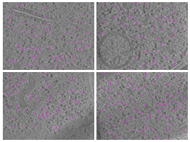 key visualization for Saccharomyces cerevisiae cryo-FIB lamella tomograms