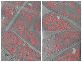 key visualization for Membrane-anchored Hydrogen-dependent CO2 reductase nanowires in T. kivui