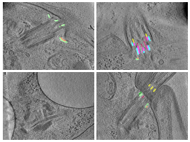 key visualization for Architecture of the Chlamydomonas reinhardtii ciliary base