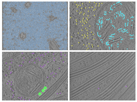 key visualization for In situ cryo-ET dataset of Chlamydomonas reinhardtii prepared using cryo-plasmaFIB milling