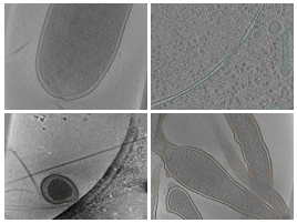 key visualization for TARDIS membrane predictions