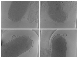 key visualization for Manual annotations of flagellar basal body