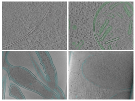 key visualization for membrain-seg membrane predictions