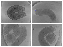 key visualization for Manual annotations of Type IV pilus