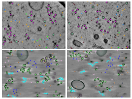 key visualization for CZII - CryoET Object Identification Challenge