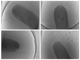 key visualization for Manual annotations of complete bacterial-type flagellum basal bodies