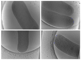 key visualization for Manual annotations of type II protein secretion system complexes