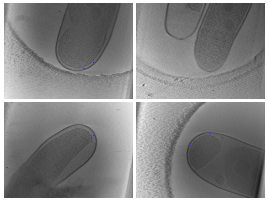 key visualization for Manual annotations of type IV protein secretion system complexes