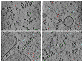 key visualization for CZII CryoET Object Identification Challenge - 1st place solution - Daddies